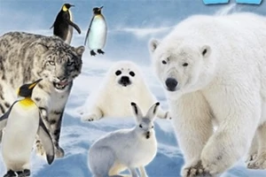 Luminen maisema, jossa esiintyy jääkarhu, lumileopardi, pingviinejä, arktinen jänis ja hylkeenpoikanen