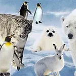 Luminen maisema, jossa esiintyy jääkarhu, lumileopardi, pingviinejä, arktinen jänis ja hylkeenpoikanen