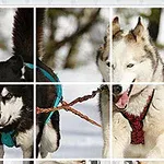 Kaksi huskya valjaissa vetämässä rekeä lumisessa maastossa